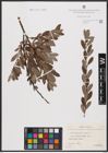 Foto von Salix aurita L. x Salix repens L.